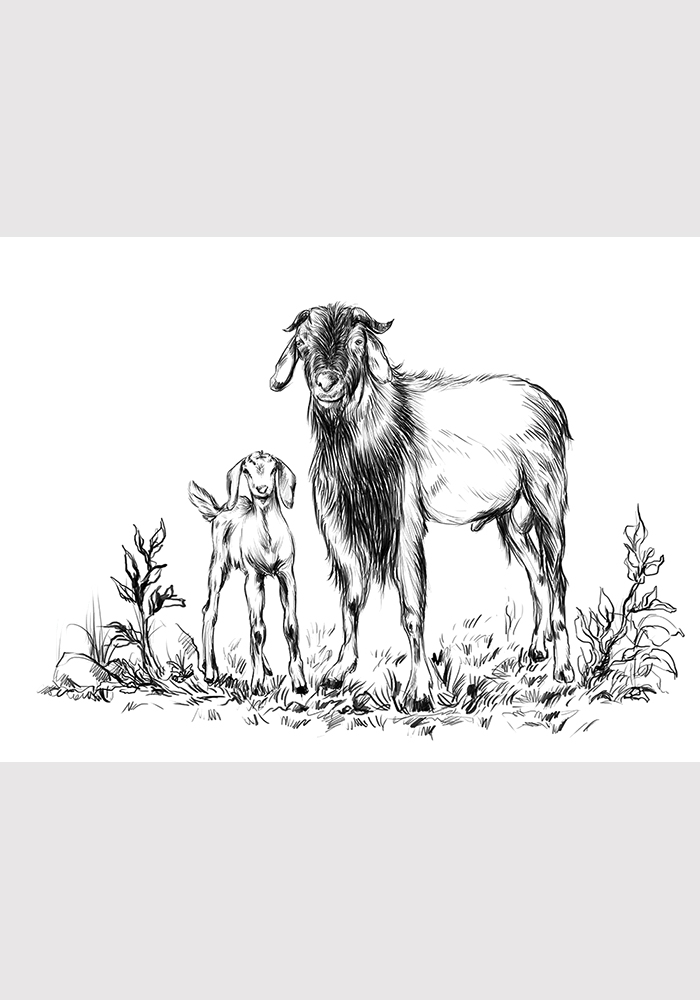 Animaux dessin au crayon chèvre et chevreau Affiche hall d'entrée