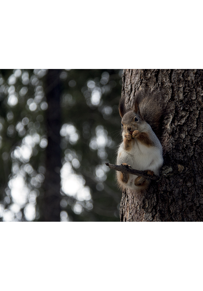 Affiche écureuil photographie qui mange sur un pin forêt photo