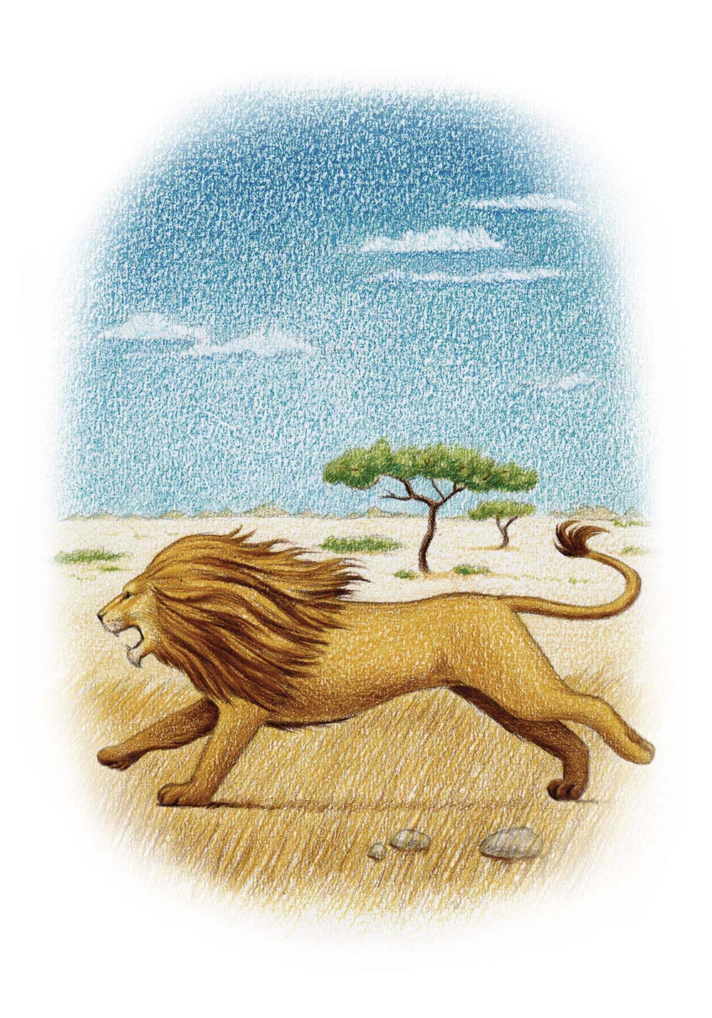 Affiche lion enfant Poster mural