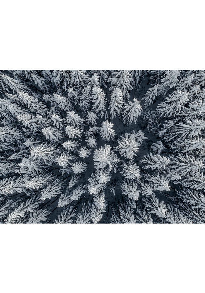 Poster forêt en hiver sapin Affiche chambre