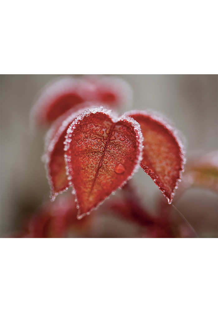 Décoration murale feuilles en hiver rosée