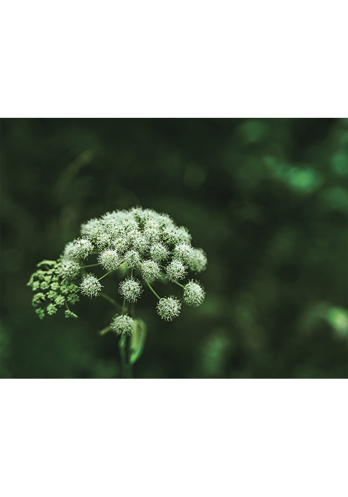 Fleurs blanches de carottes sauvages Daucus Poster entrée Artcamia