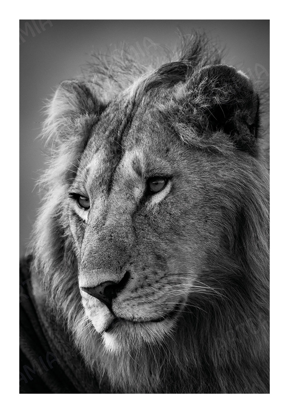 Affiche lion noir et blanc