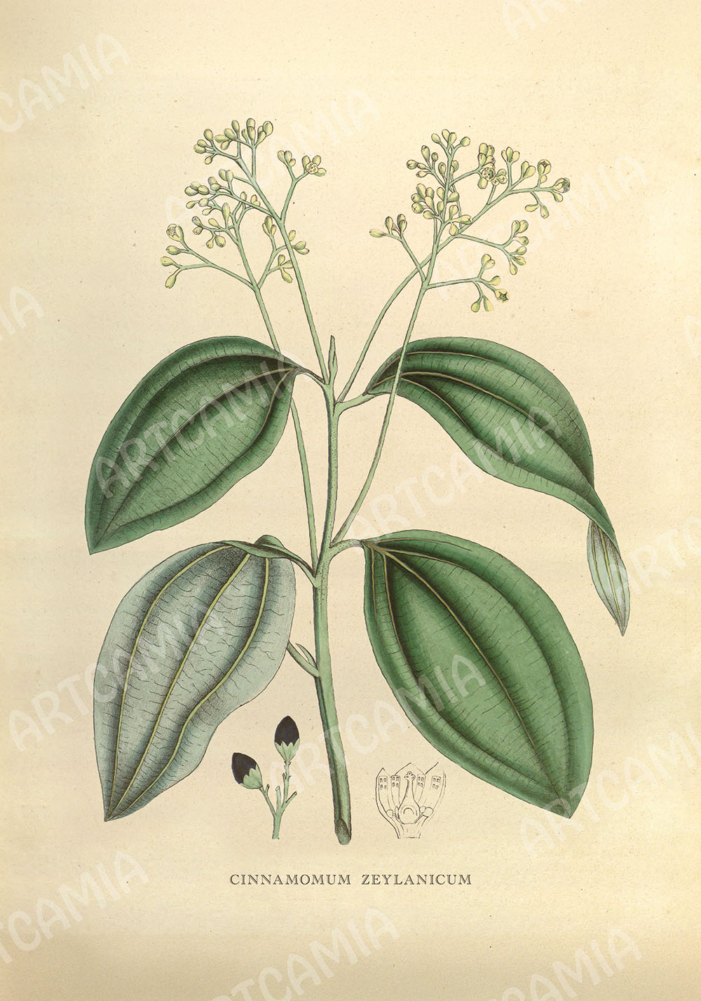 Affiche plante médicinale