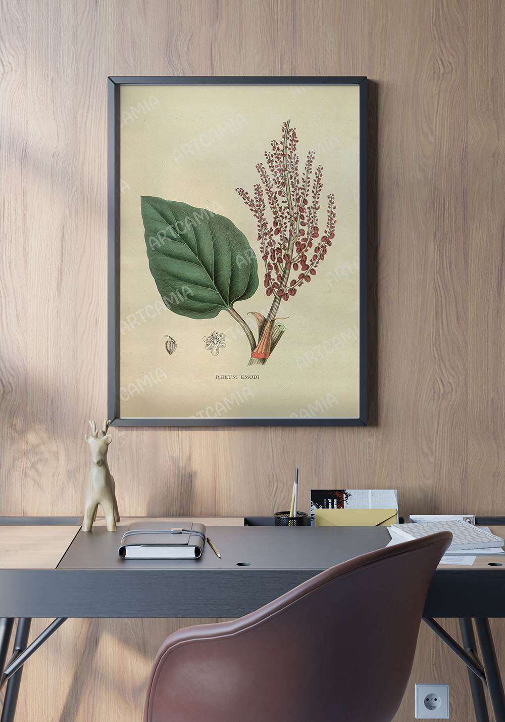 Affiche rhubarbe de l'Himalaya