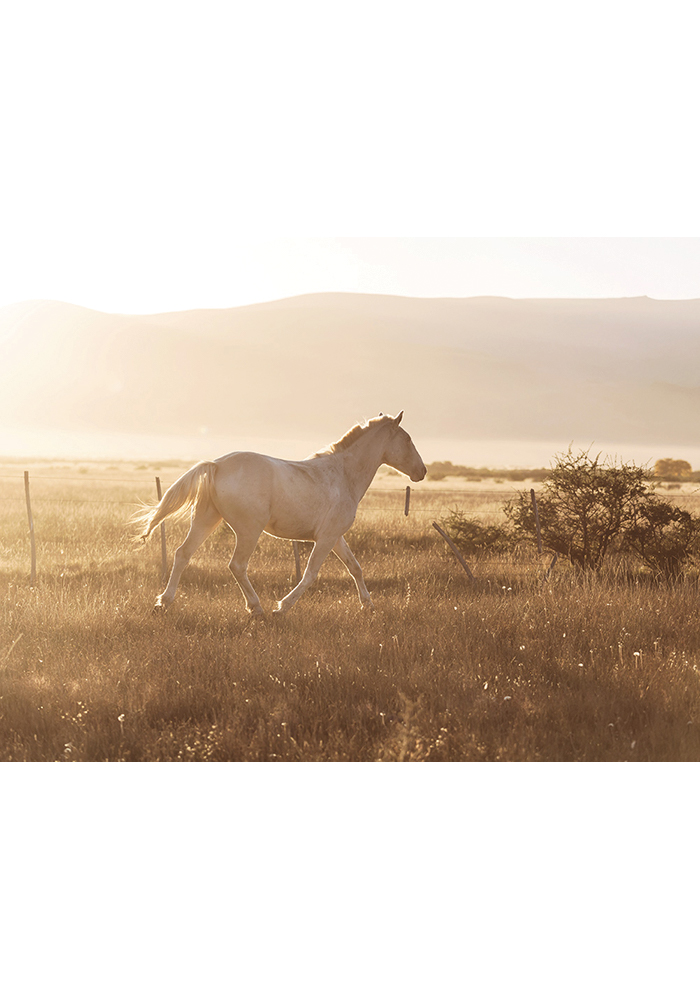 Cheval espagnol blanc nature pré soleil Décor mural