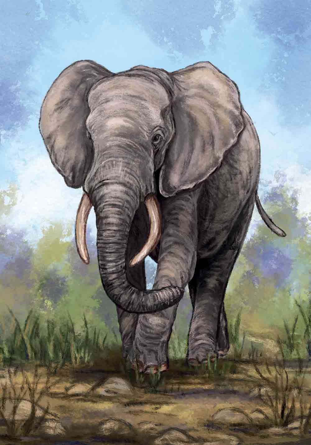 Affiche éléphant Afrique trompe défenses ivoire Décoration murale entrée