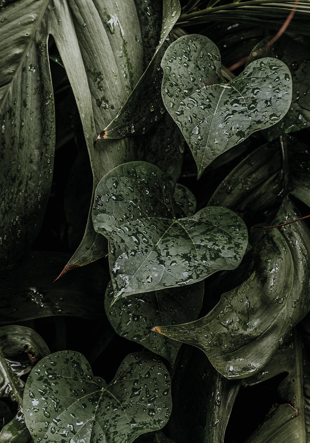 Feuille monstera plante tropicale gouttelettes d'eau décoration murale