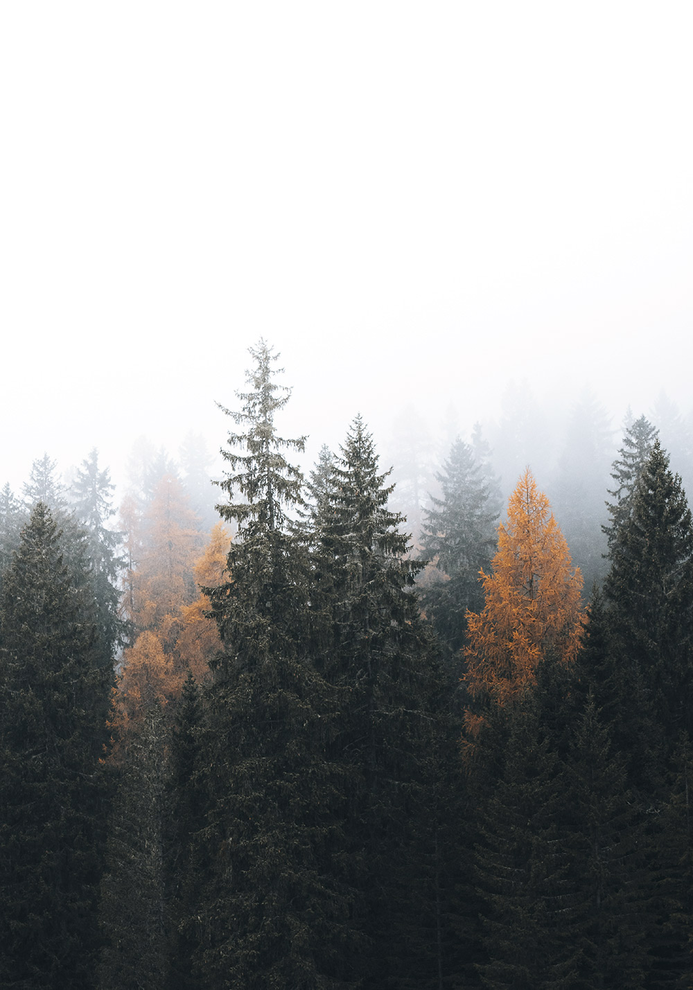 Affiche laissant voir une forêt de conifères