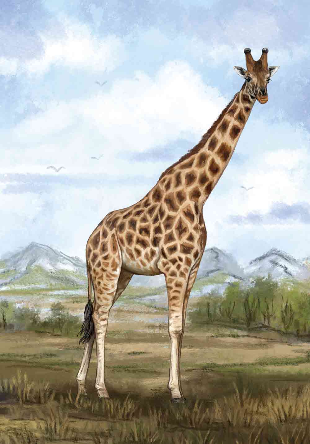 Affiche Girafe animal de la savane broute les arbres décoration murale entrée