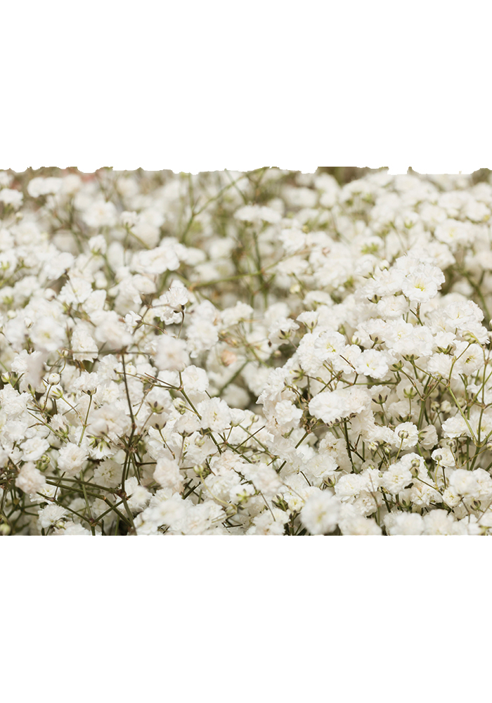 Gypsophile espèce annuelle bouquet Affiche chambre