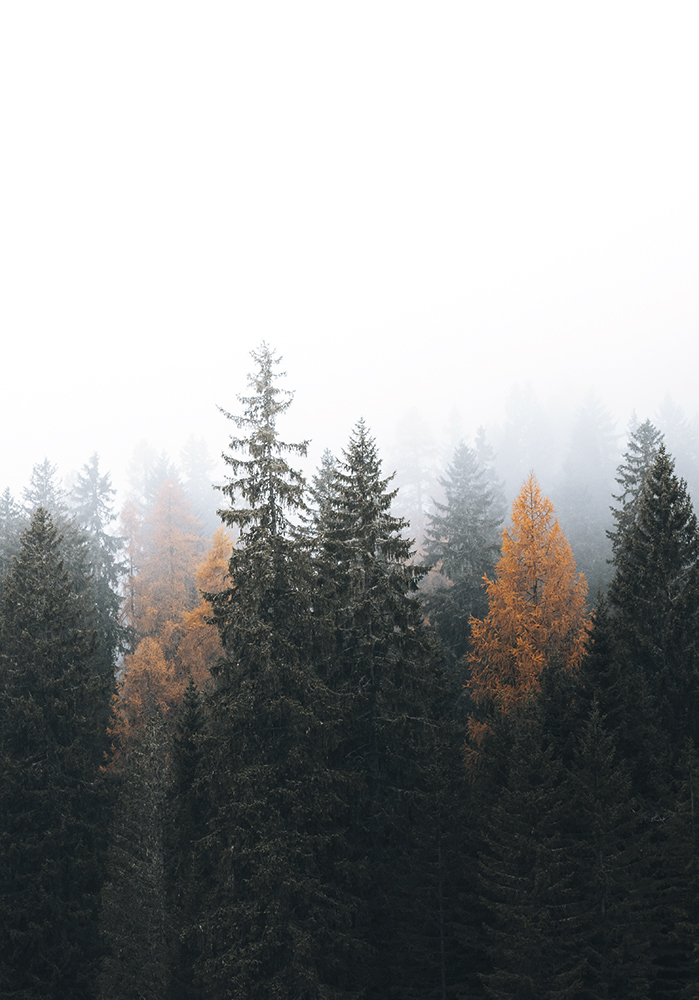 Montagnes brume arbres forêt automne Affiche murale entrée