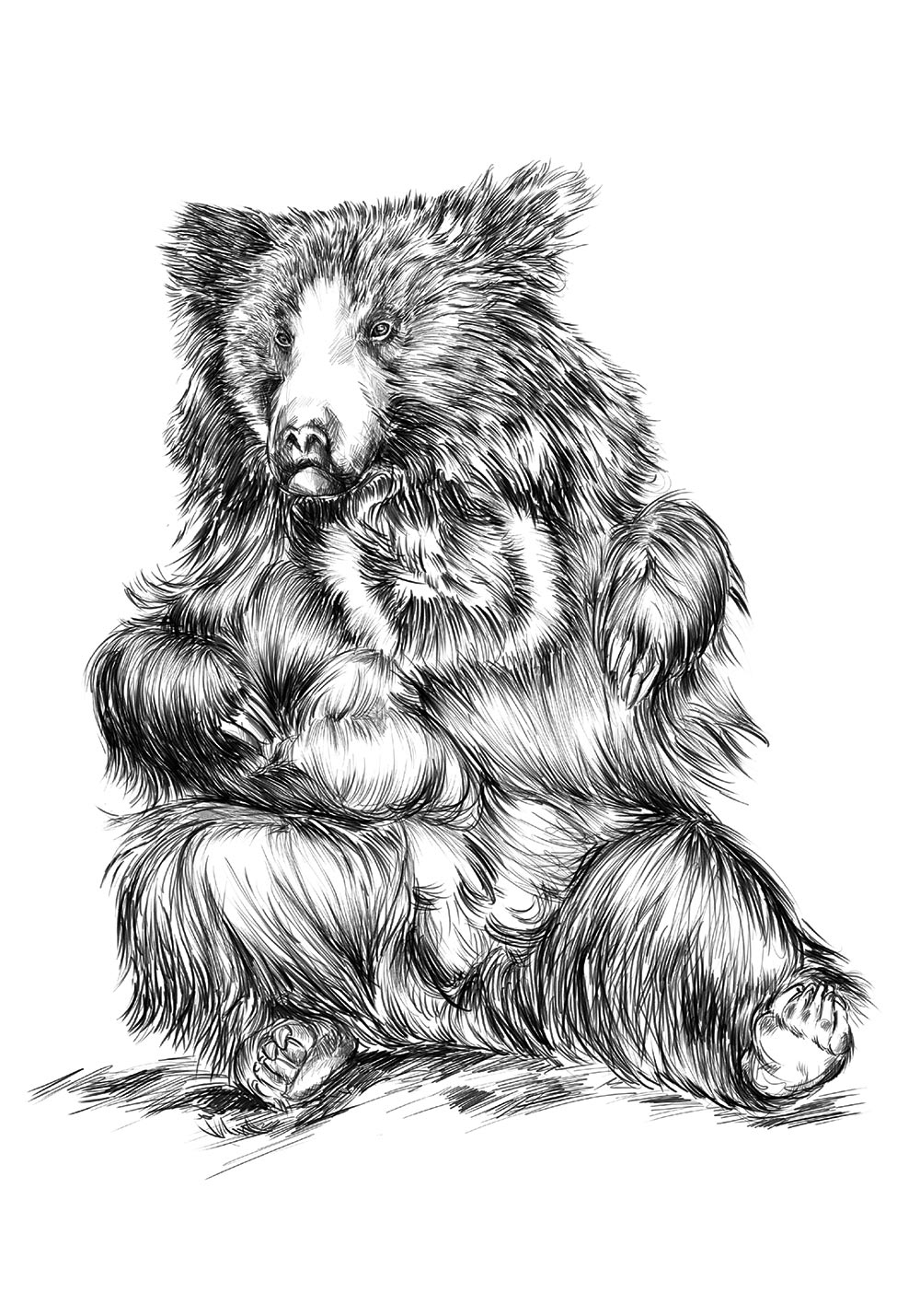 Affiche dessin ours paresseux ourson se nourrit de baies noix insectes poster