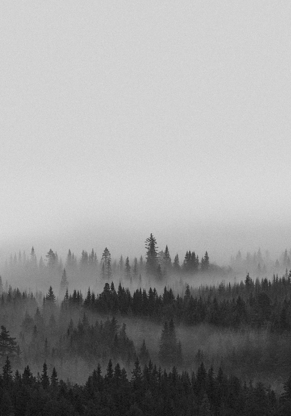 Affiche forêt dans la brume paysage Poster chambre