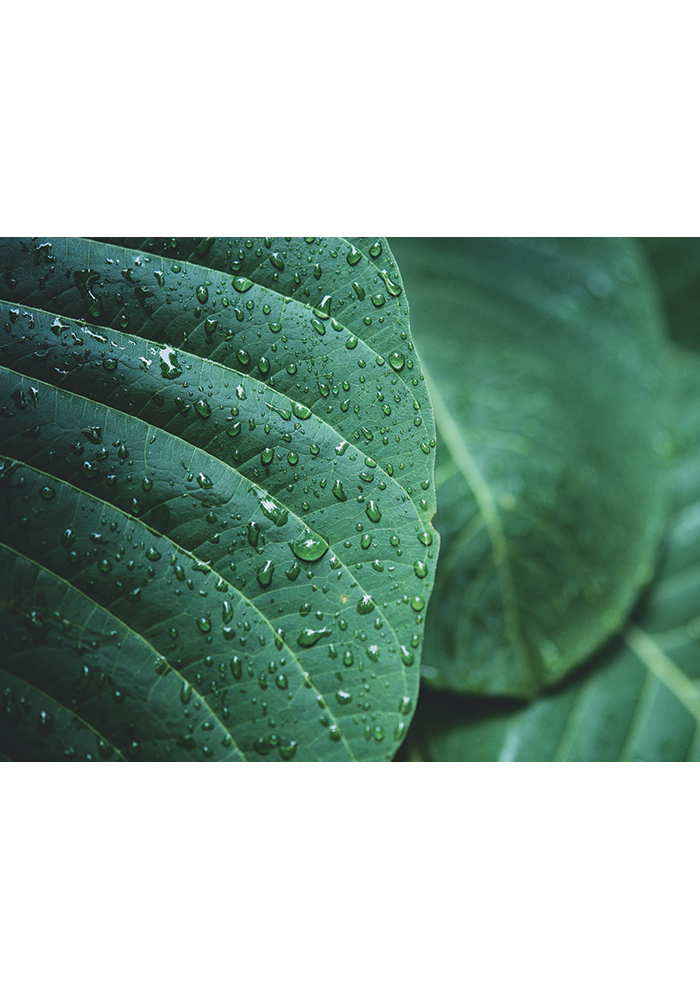 Plante verte feuille gouttelette d'eau Affiche Artcamia