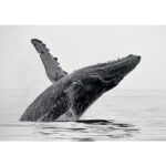 Poster baleine noir et blanc