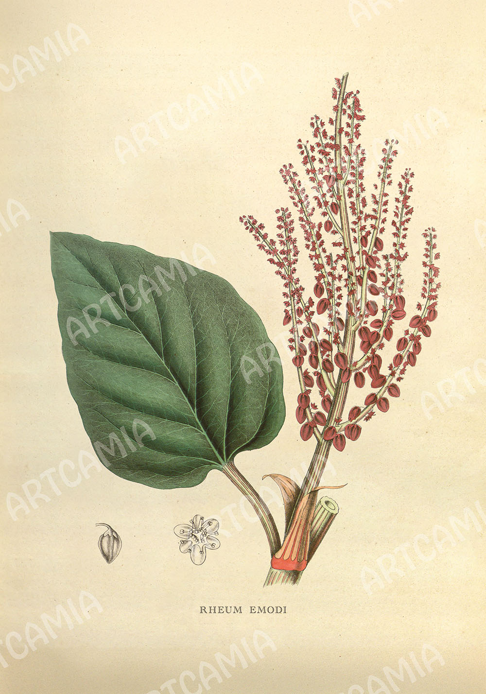 Poster botanique