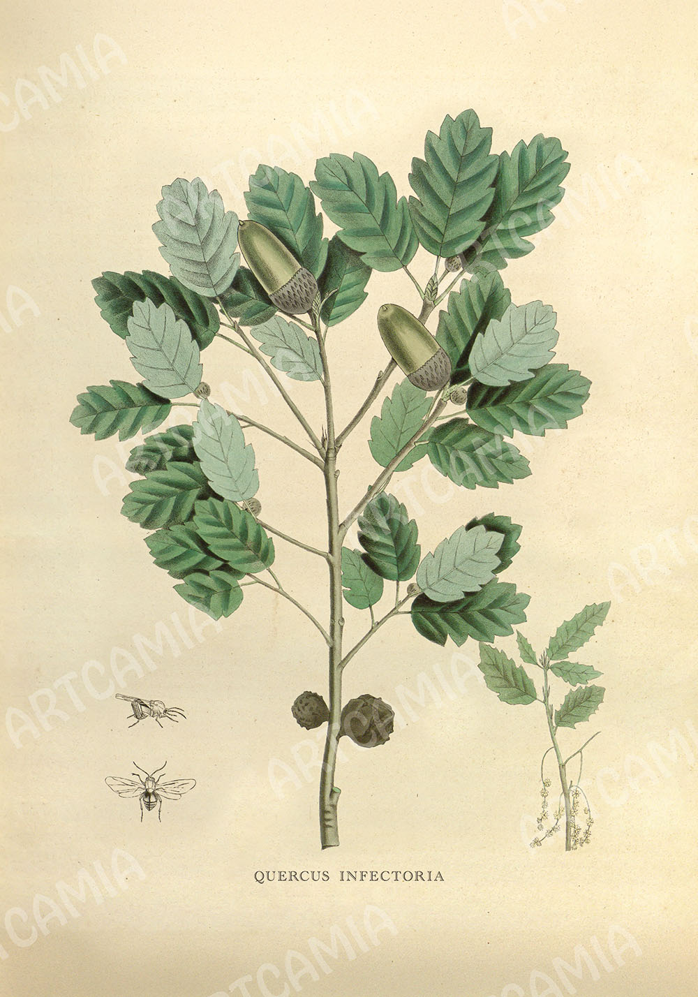 Poster plantes médicinales