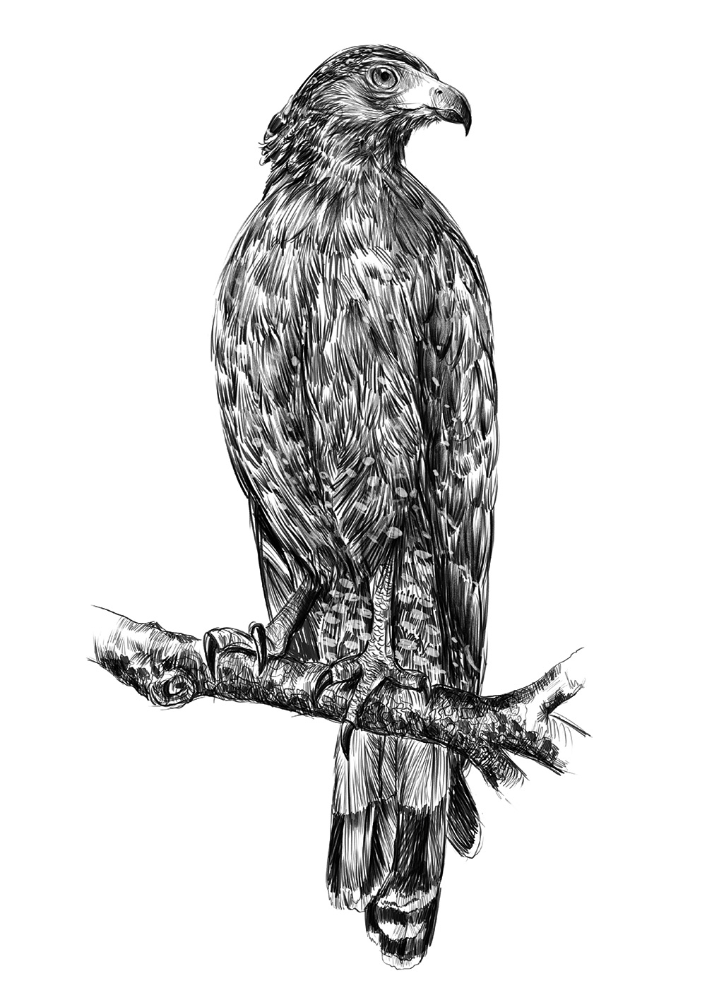 Affiche rapace aigle huppé Inde forêt Poster mural