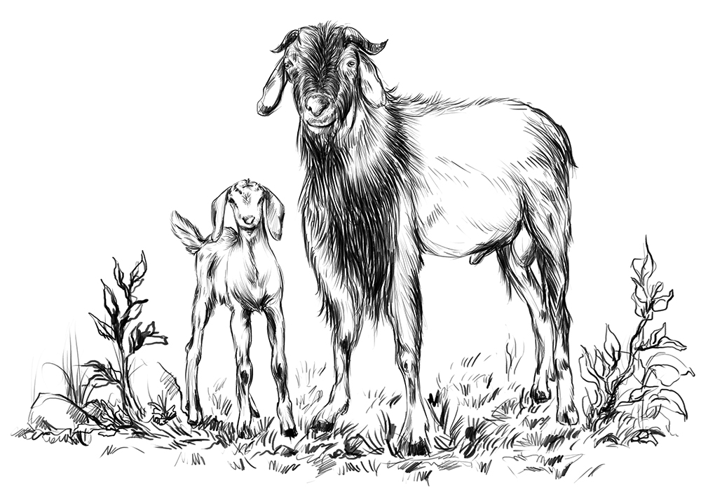 Affiche chèvres dessin sri lanka île de ceylan au sud de l'inde chèvre et chevreau affiche entrée