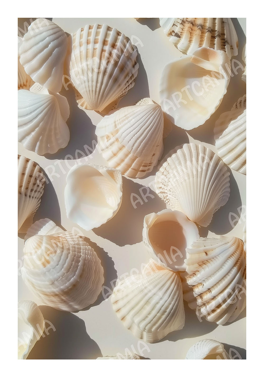 Affiche coquillages