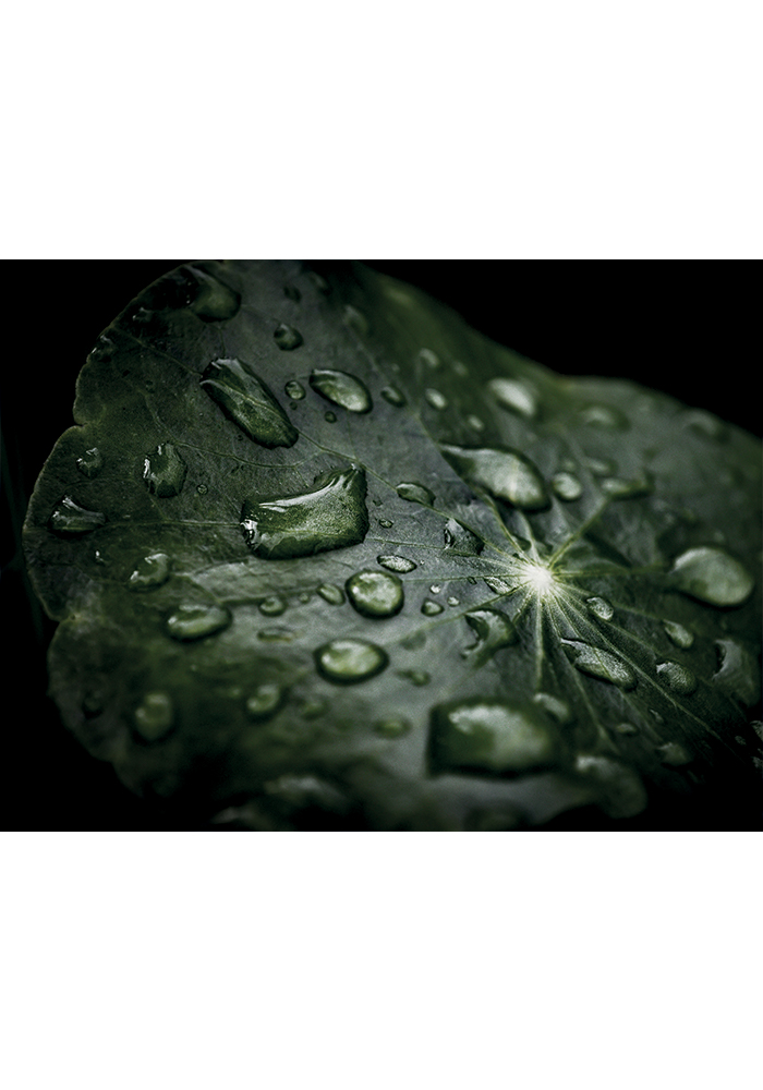 Feuille verte gouttelette d'eau Affiche murale séjour