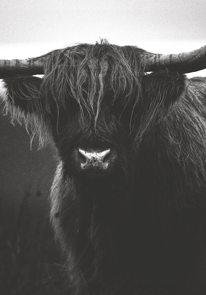 Highland vache poils longs longues cornes Affiche salon Artcamia