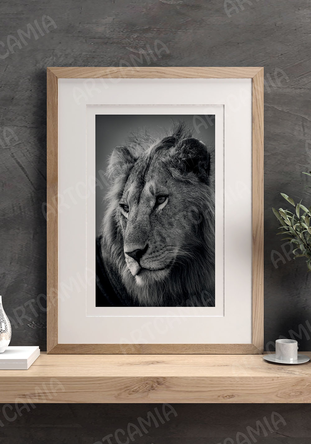 Photo lion