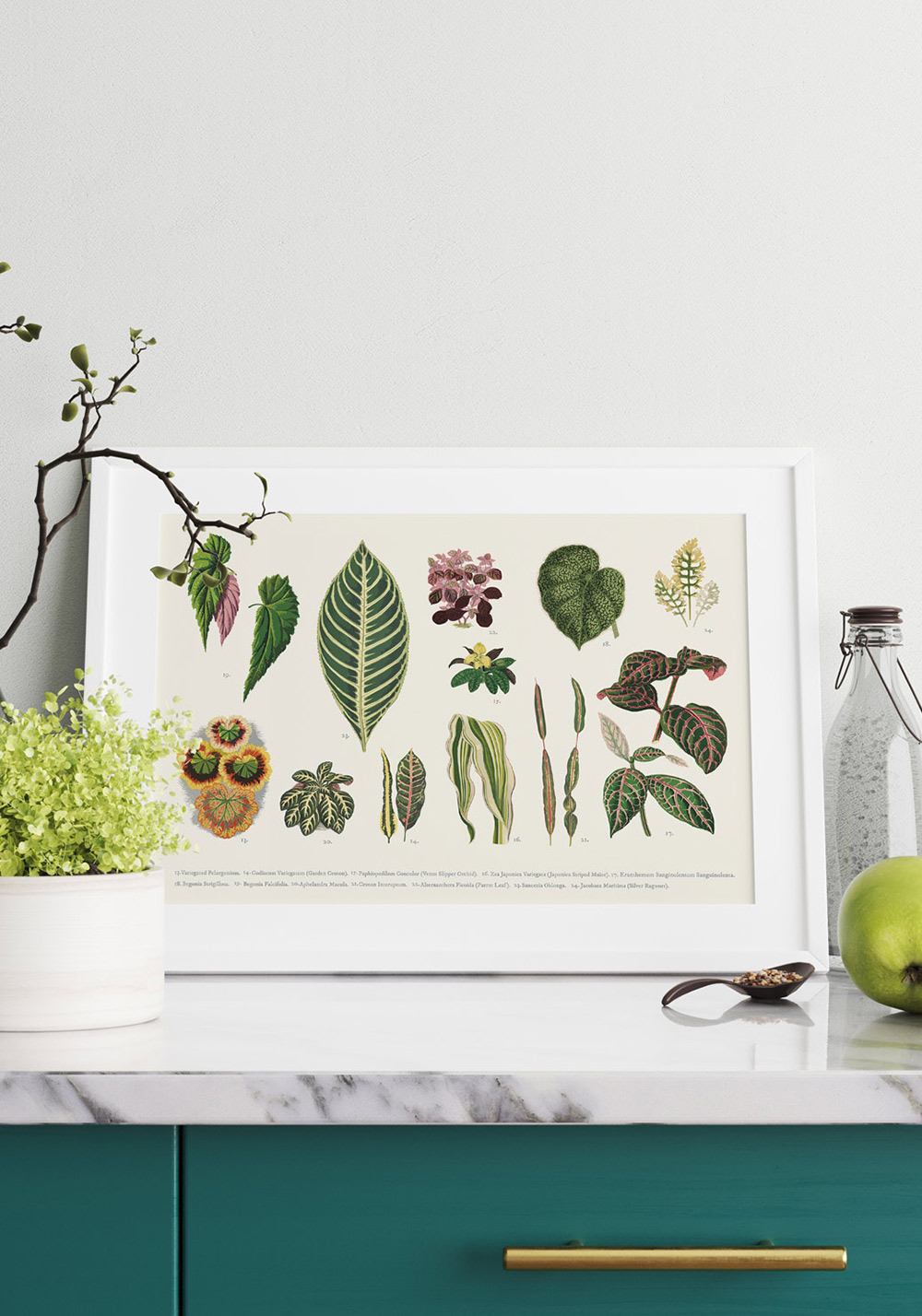 Planche botanique plantes nom en latin Poster mural salon