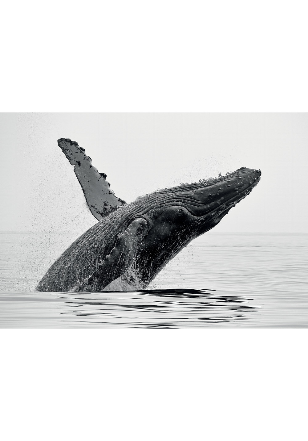 Poster baleine noir et blanc