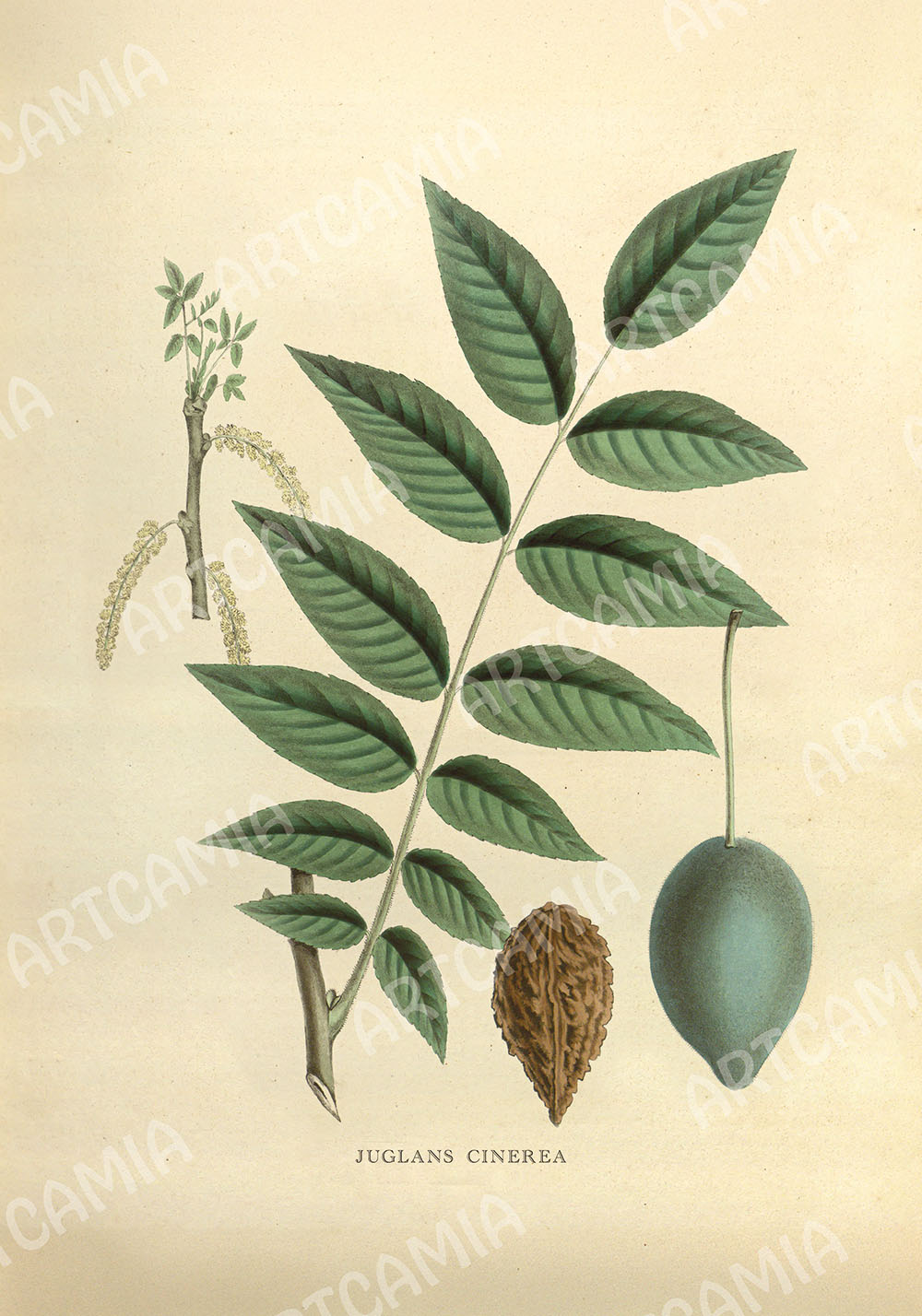 Poster vintage plantes